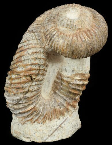 Really Cool Heteromorph (Nostoceras) Ammonite - Madagascar #51310